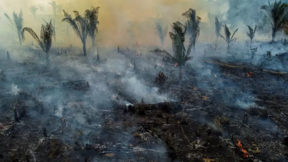 Climate change: Deforestation surges despite pledges
