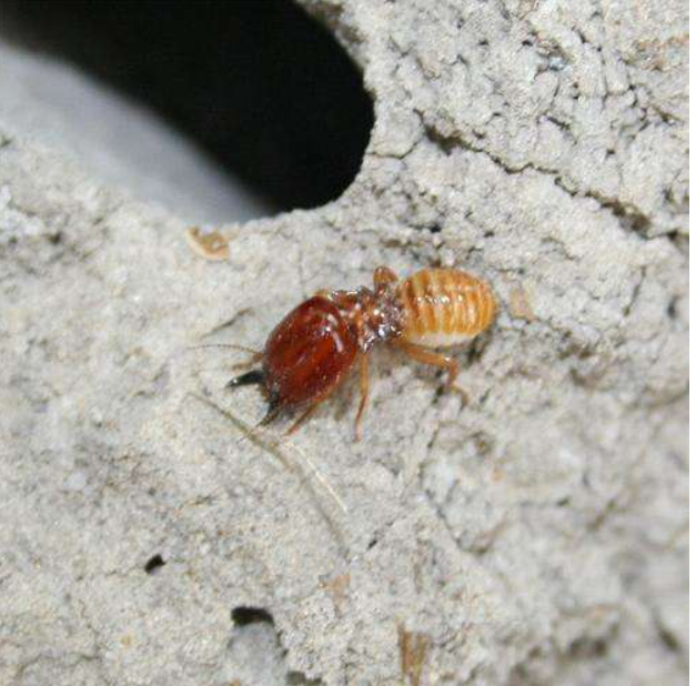 As climate gets hotter, the termites get hungrier, study finds