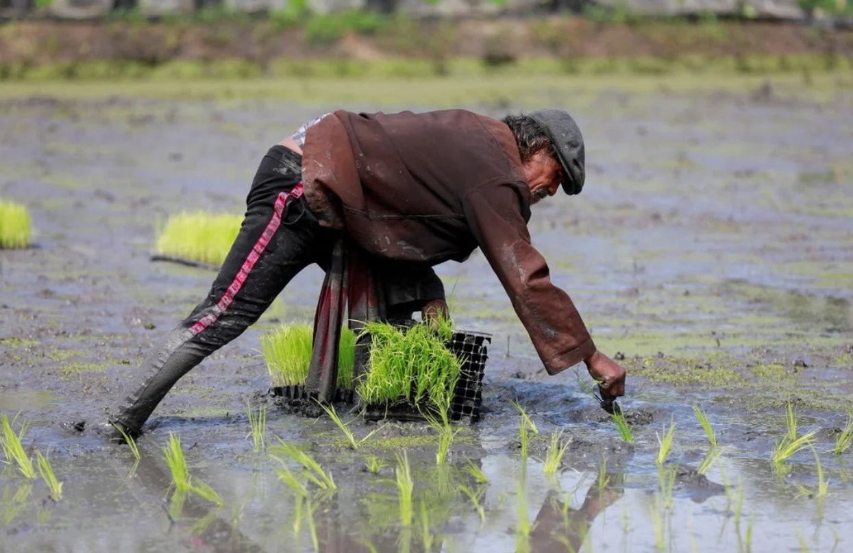 How Asia can invest in averting a food crisis caused by climate change