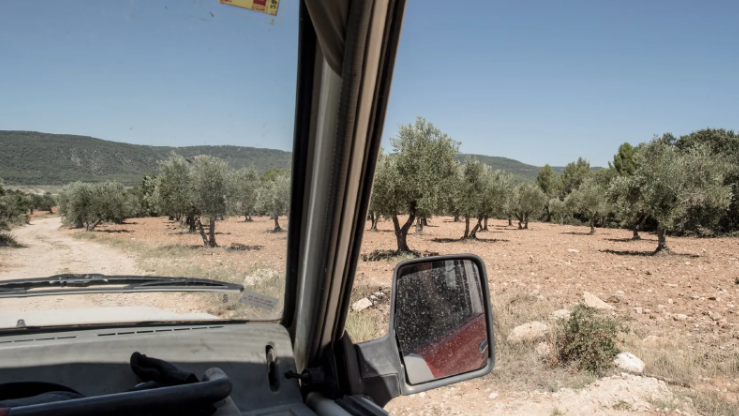 Climate change is coming for your olive oil, too