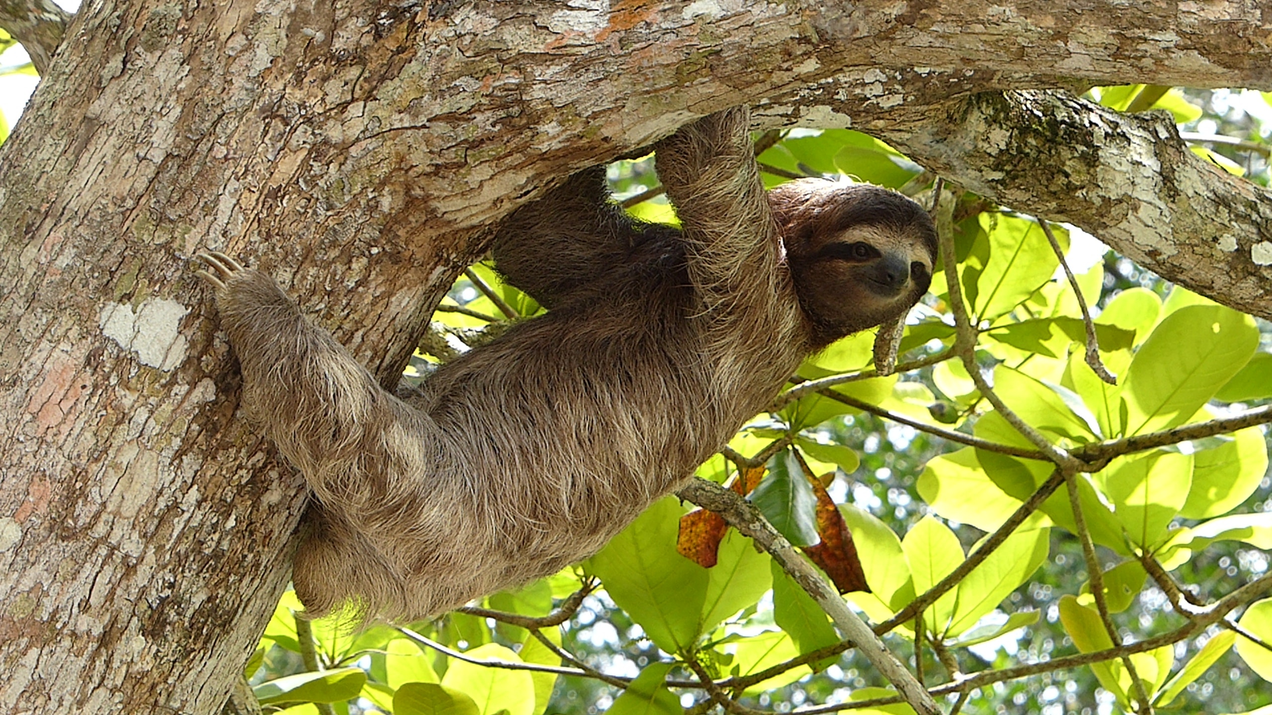 Sloths may be threatened by climate change, human sprawl after 64 million years of evolution