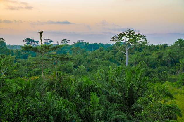Carbon Colonialism Has No Place in Liberia’s Forests