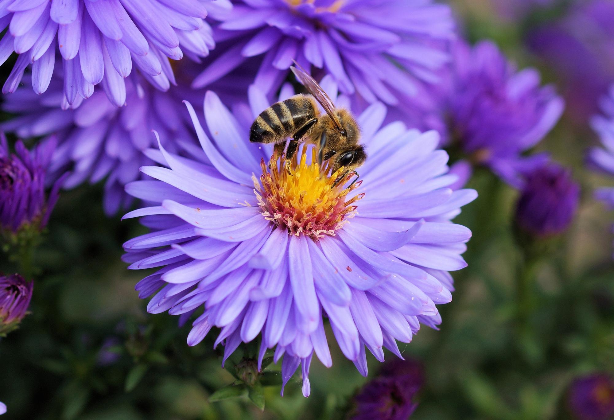 Bees struggle to find flowers because of air pollution