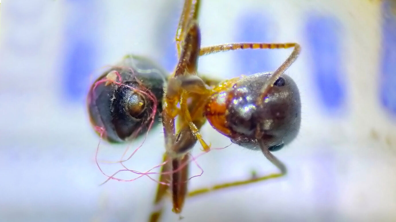 Ants may be the first known insects ensnared in plastic pollution