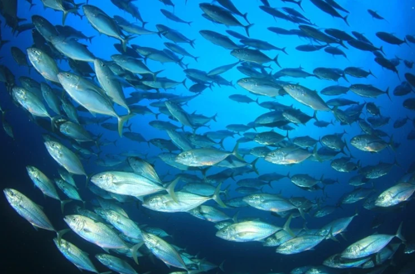 Is your seafood safe? New study reveals alarming levels of toxins in Pacific Ocean marine life
