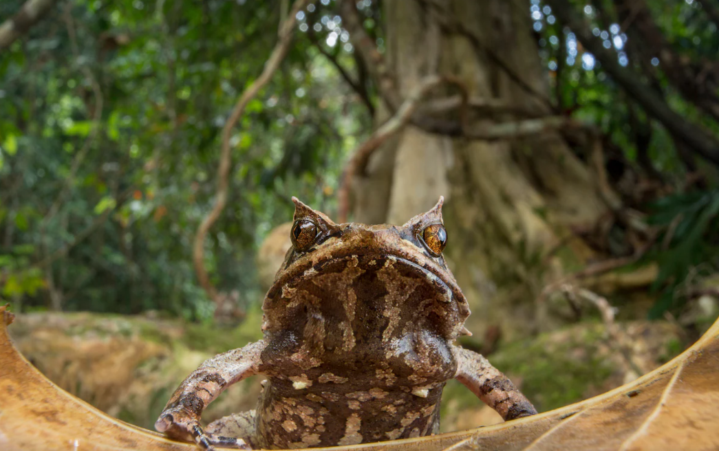 Climate change is driving many amphibians toward extinction