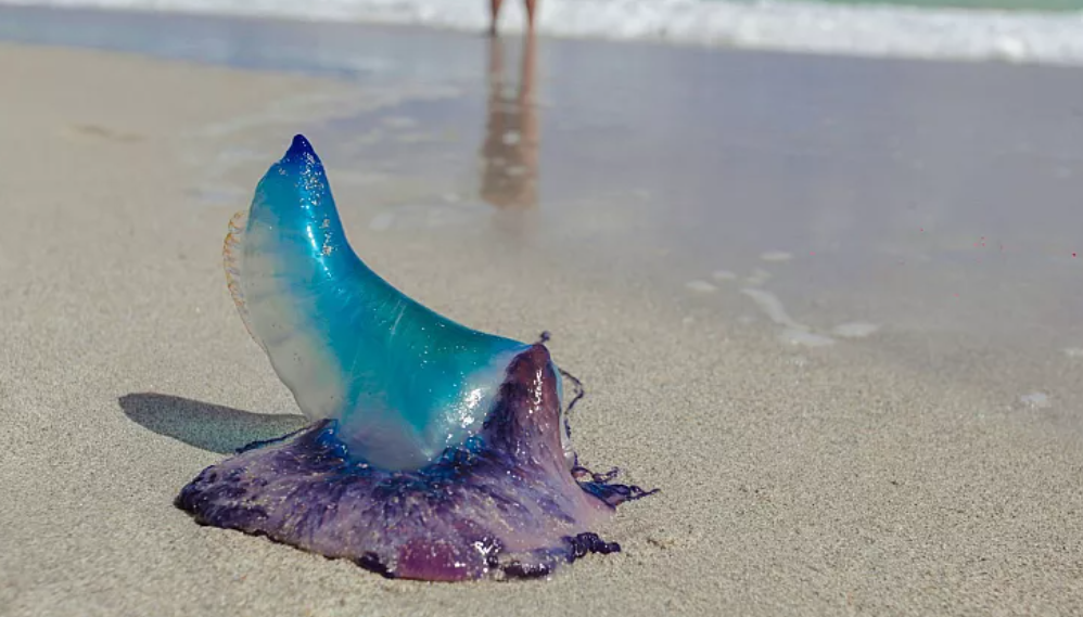 Portuguese man o’ war found on Welsh beach. Is climate change making sightings more common?