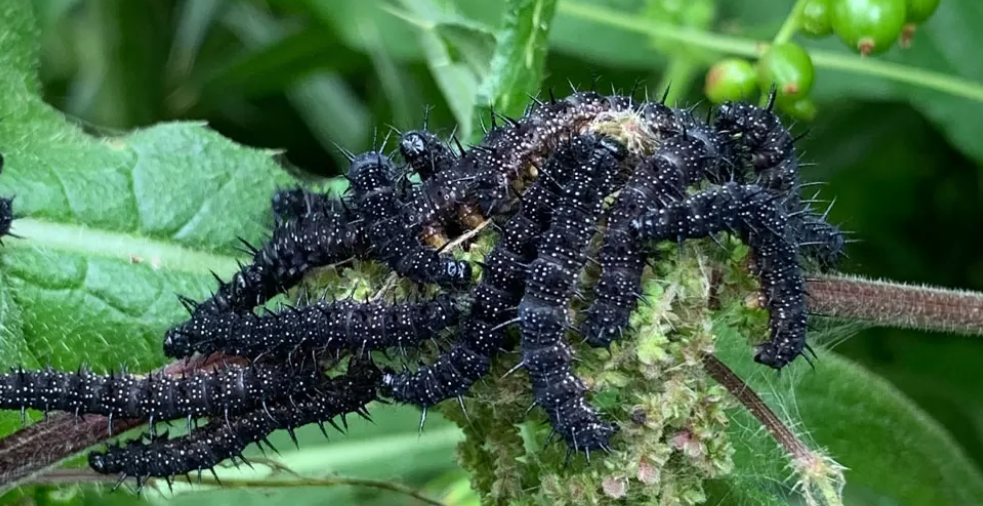 Caterpillars struggle to survive climate change, says study