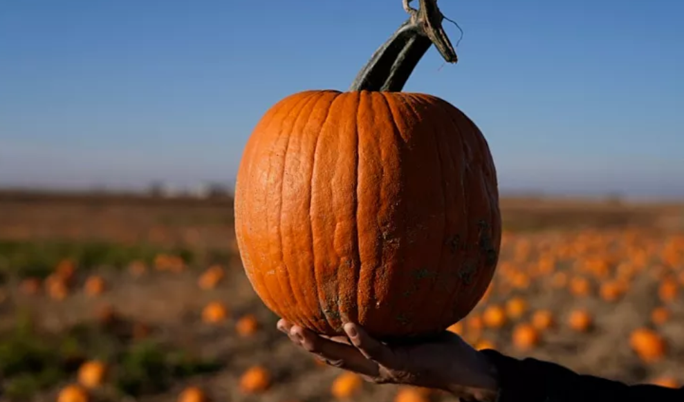 Is climate change picking (off) the best pumpkins this year? Extreme weather decimates crops