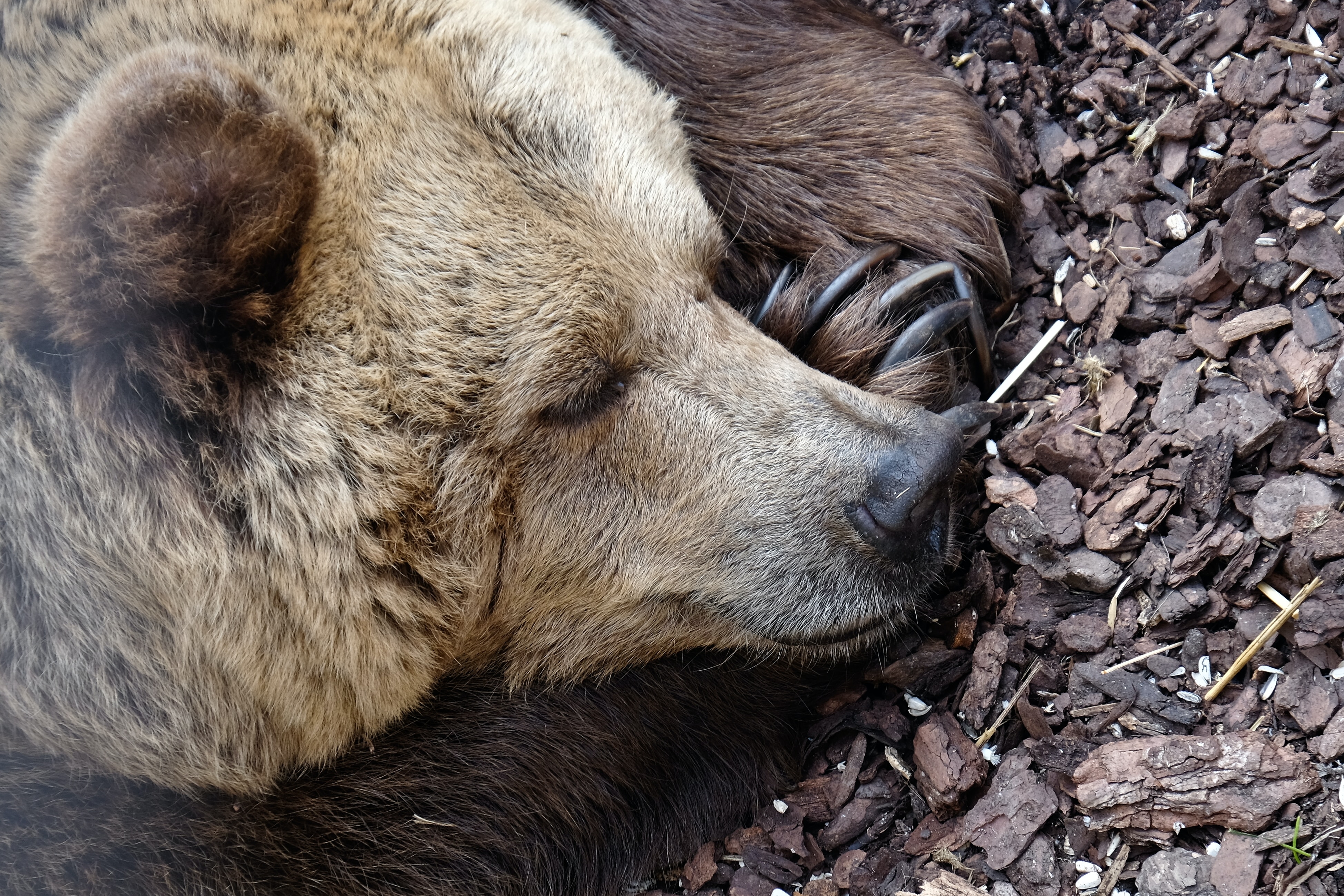 Climate change is affecting bears, and humans need to learn more to avoid conflicts