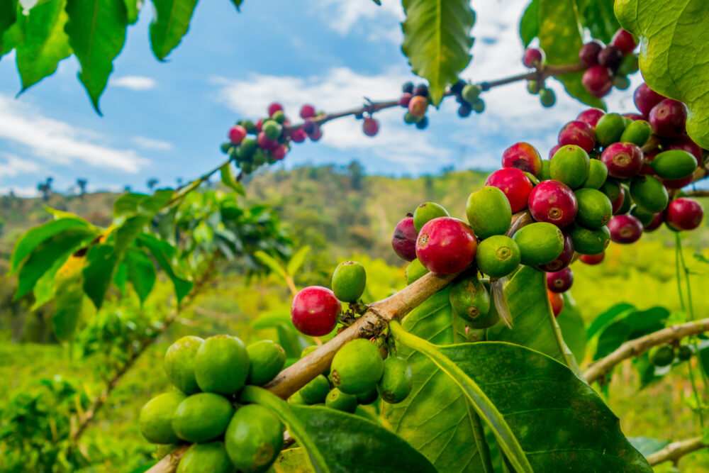 Coffee plants fight climate change with a genetic weapon