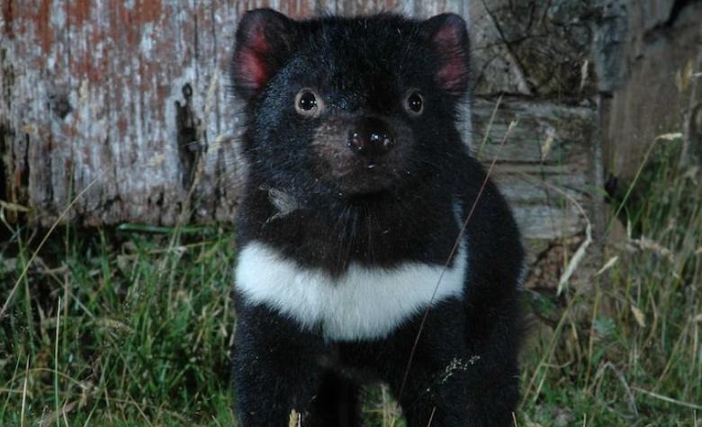 $1.6 billion ‘mega’ windfarm under threat over Tasmanian devil concerns