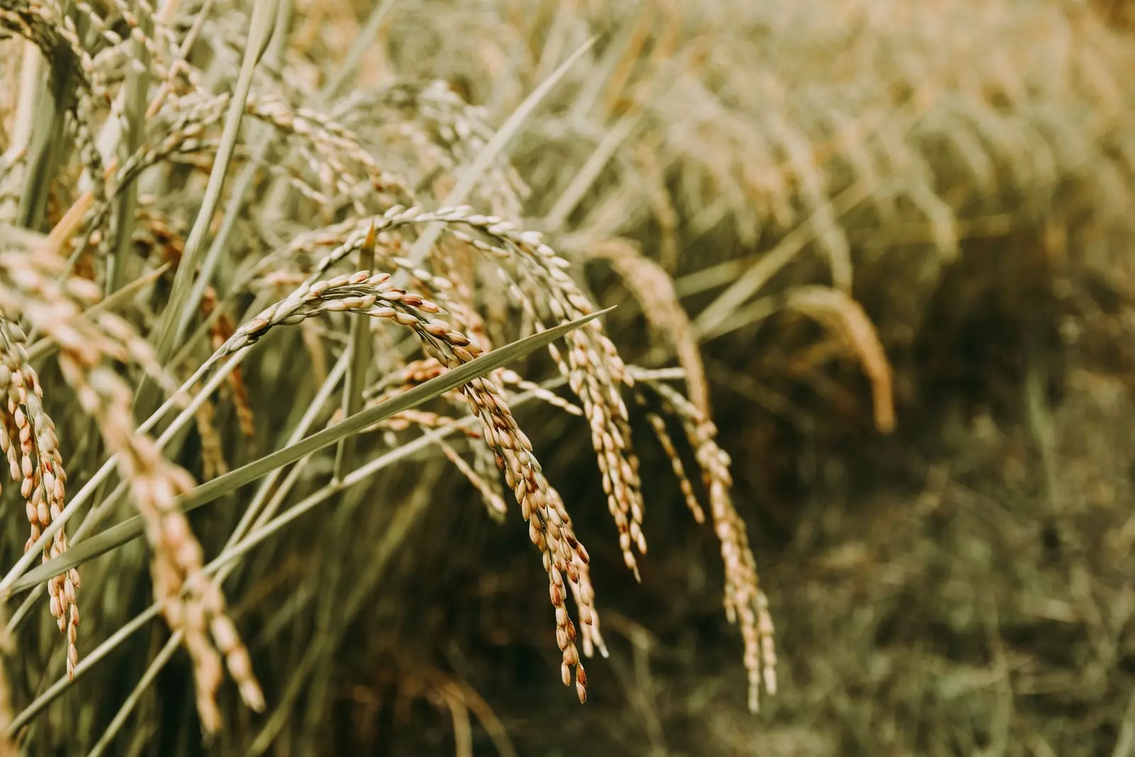 Extreme weather is driving food prices higher. These 5 crops are facing the biggest impacts