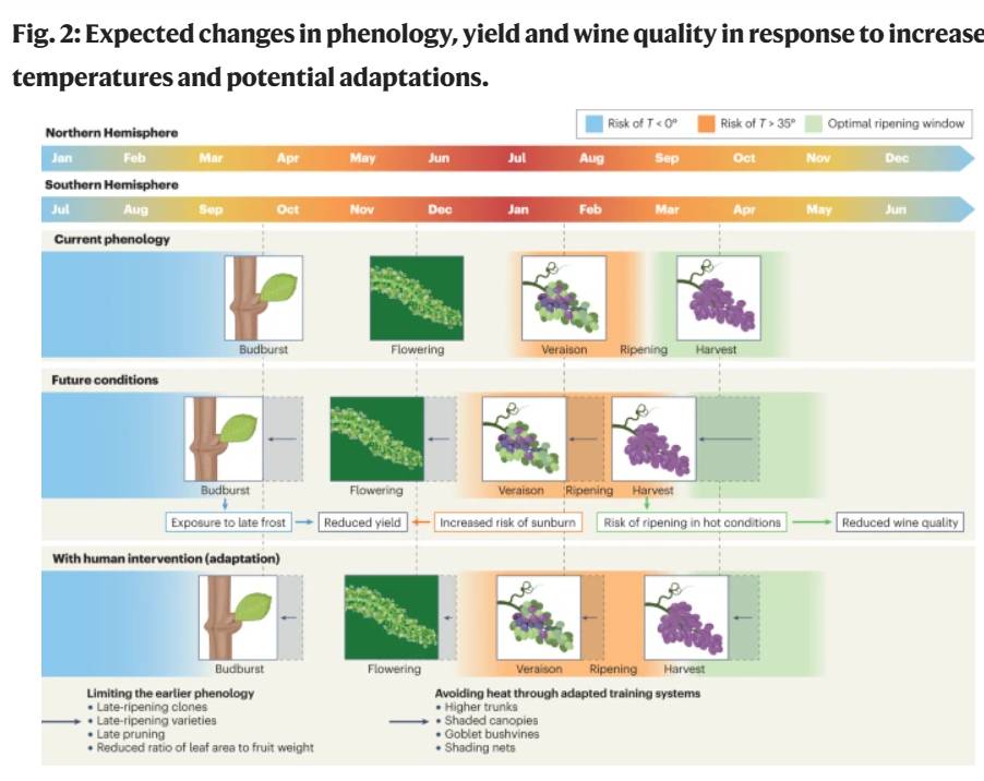 Climate change impacts and adaptations of wine production