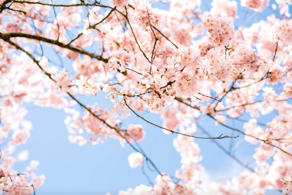 Cherry Trees From Japan to Washington D.C. Are Blooming Earlier Due to Climate Change