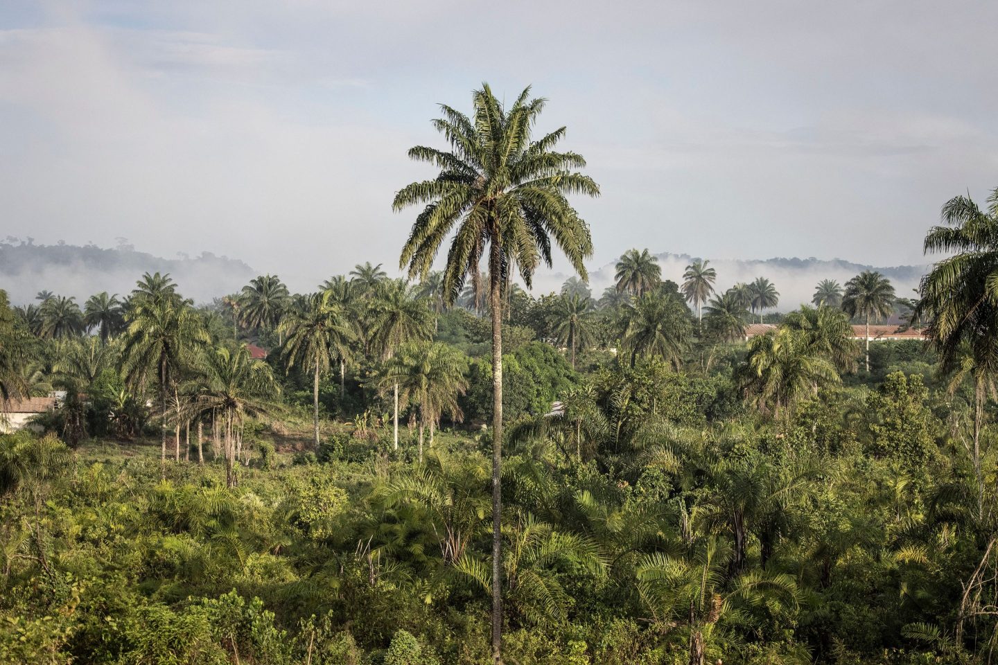 Carbon colonialism’ in Africa meets resistance as companies seek to sell carbon credits from conservation projects that often upend local livelihoods—or worse