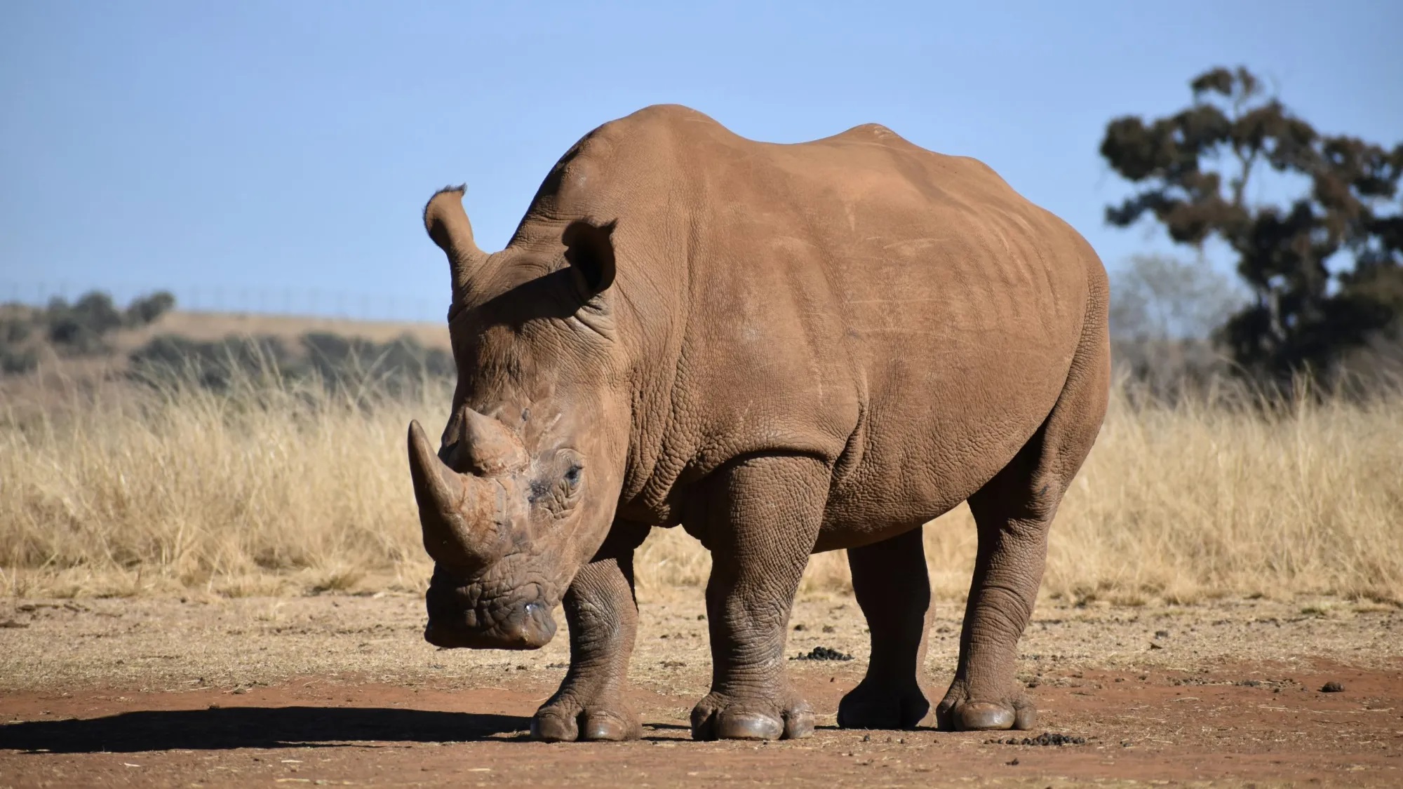 Climate change threatens Africa’s rhinos